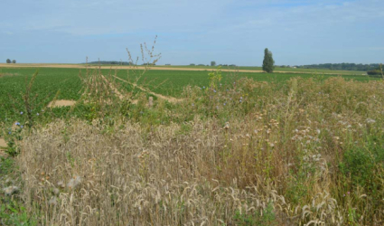 Jodoigne Terrain Vente