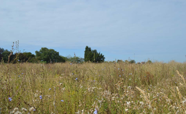 Vue arrière du terrain à vendre à Huppaye